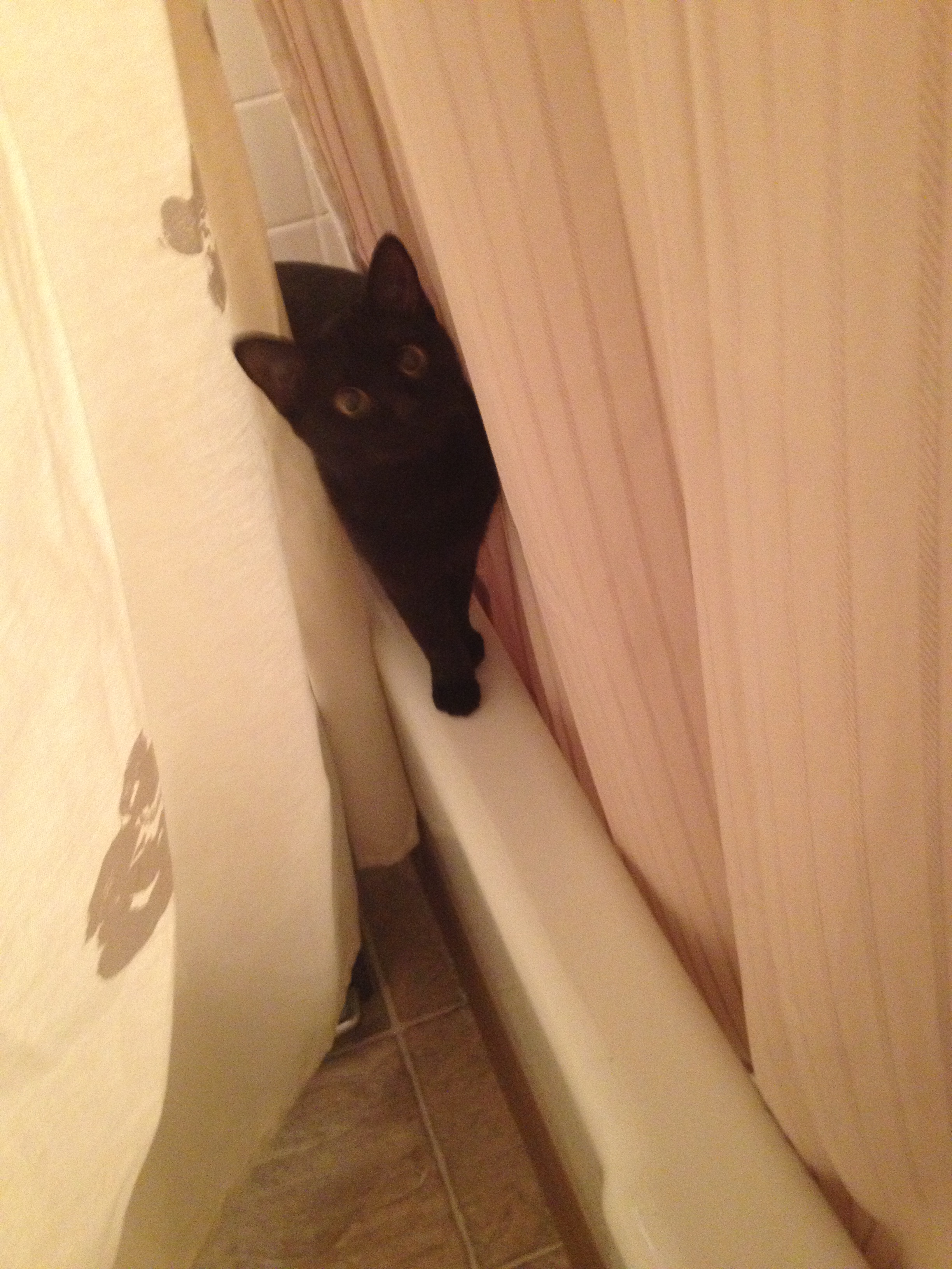 Nymeria exploring the shower...