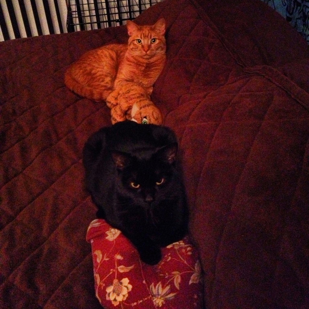 Kitties on a bed 