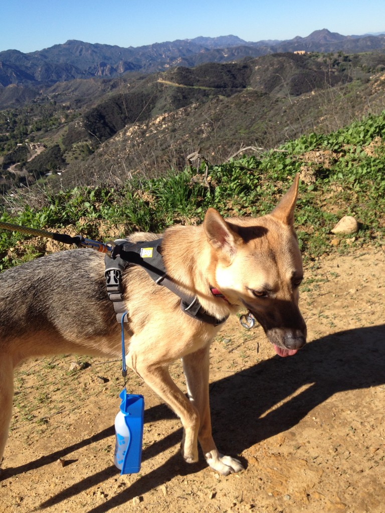 Make sure to always bring water for the pup on hikes!