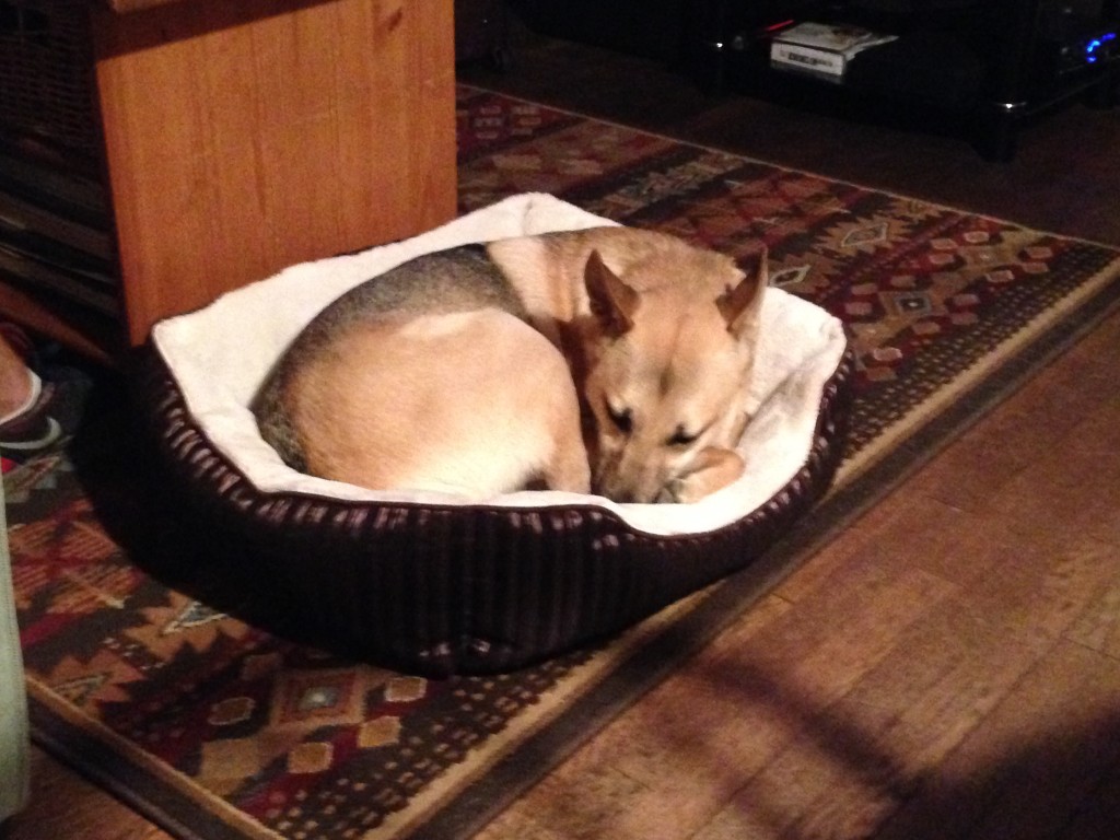 Noke trying to fit into a bed suitable for a dog a third her size..adorbz