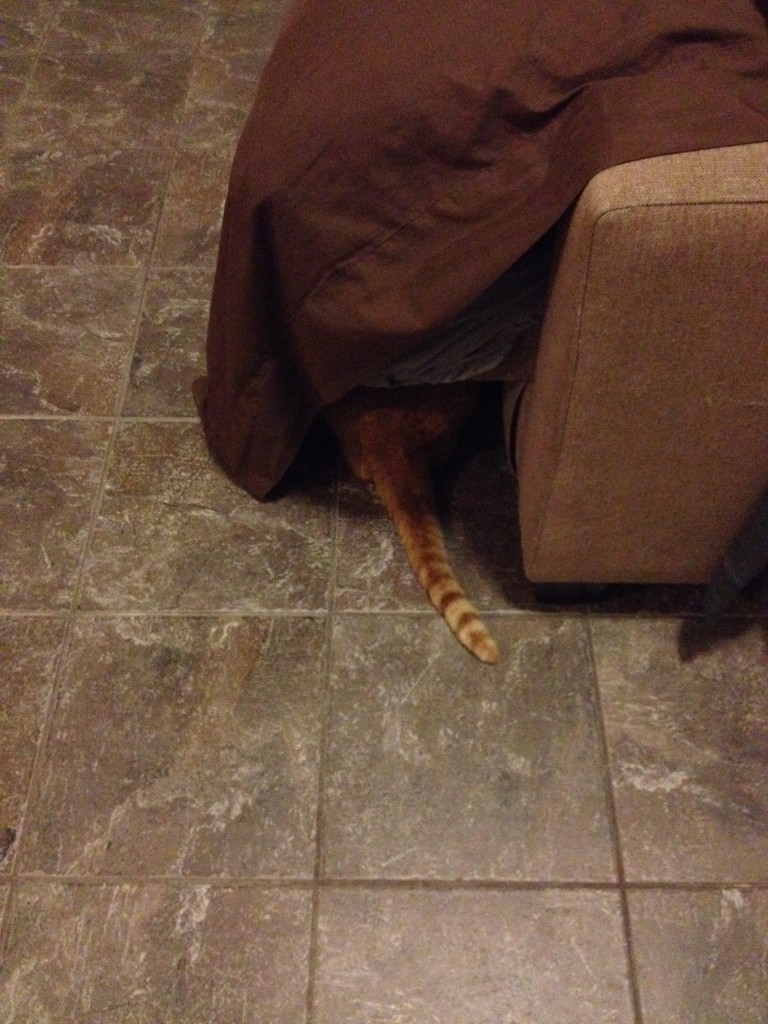 Cats who fail at hide and seek