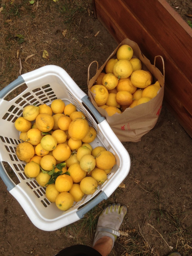 Lots of lemons from mum's tree