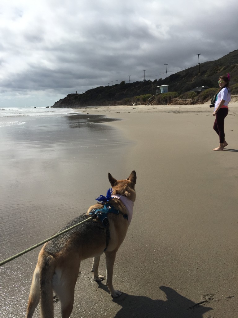Noke's first time at the ocean!