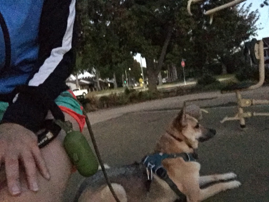 A poor quality selfie of Noke and I working out at the park