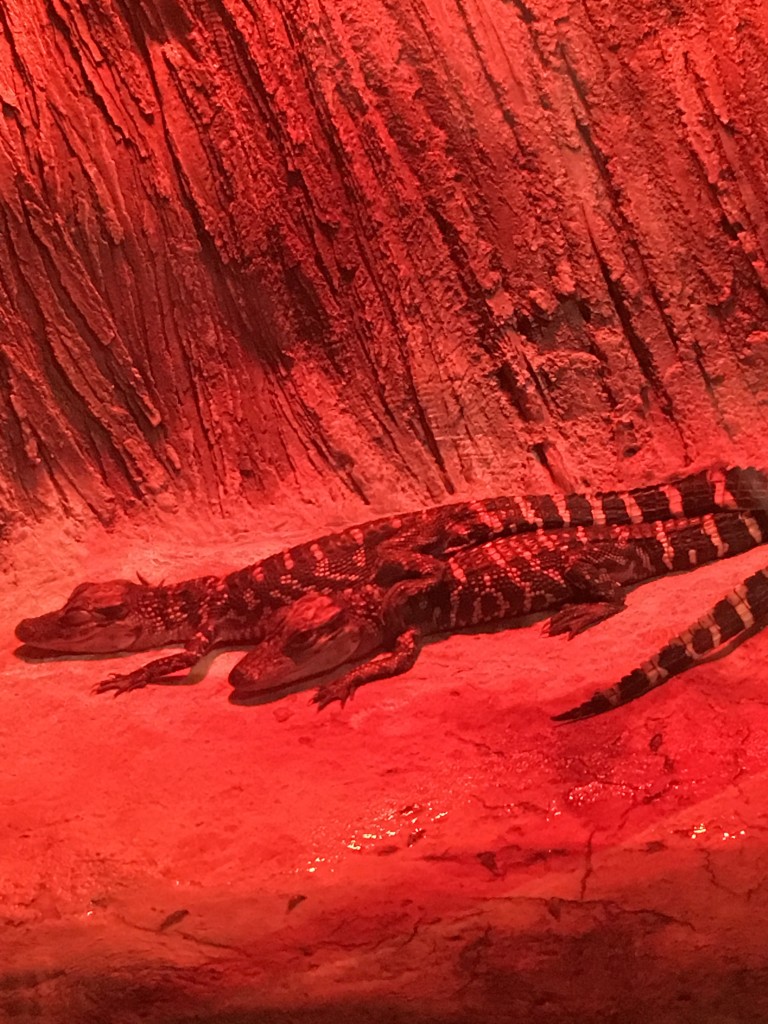 baby gators!