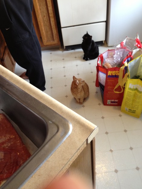 Kittens hoping for some scraps