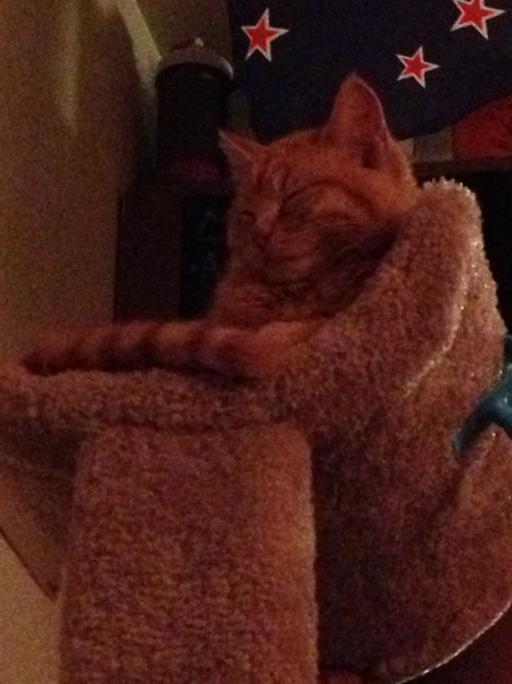 Sniper shot of Sajah asleep