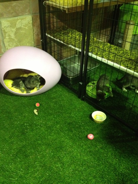 Adorable kittens to "awww" over