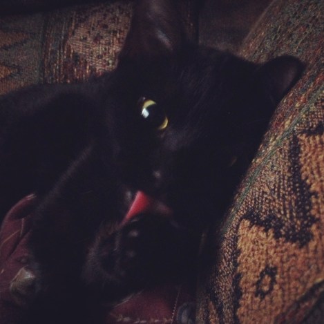 Ridiculously cute picture of Nymeria 