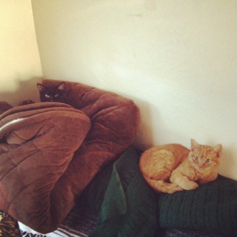 Nymeria found a nice little spot 