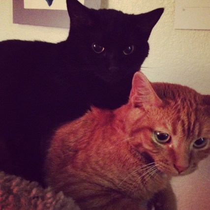 Nymeria sitting on Sajah