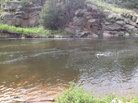 Her dog loves to be thrown sticks and retrieve them in the water