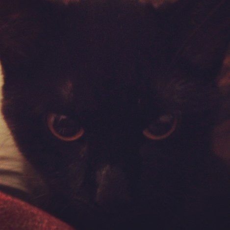 Up close and personal with Nymeria 