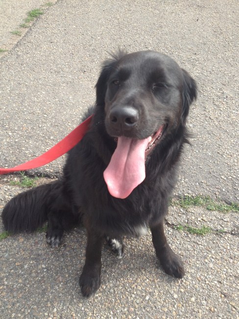 If dogs could sweat, SHE WOULD!