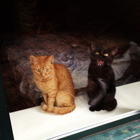 Kitties from the other side of the window