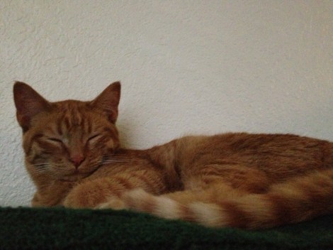 Sajah sleeps for EVERY kitty pic...sigh