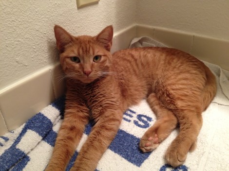 A hot Sajah just chillin'