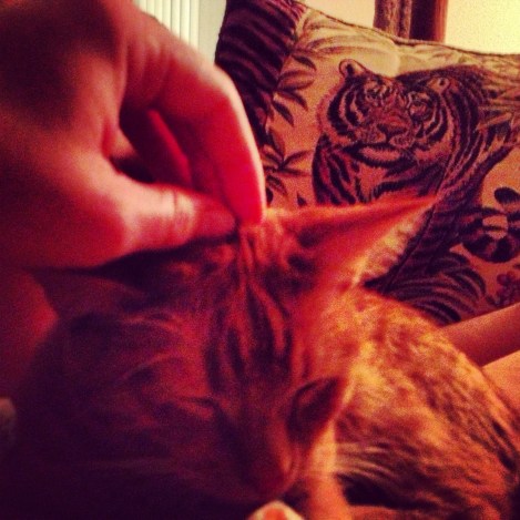 No one can resist the power of the head scratch