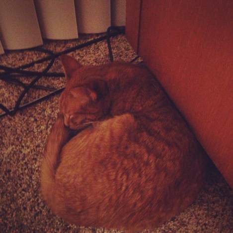 Sajah found a favorite spot under the desk 