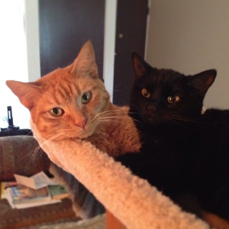 double head kitty pic 