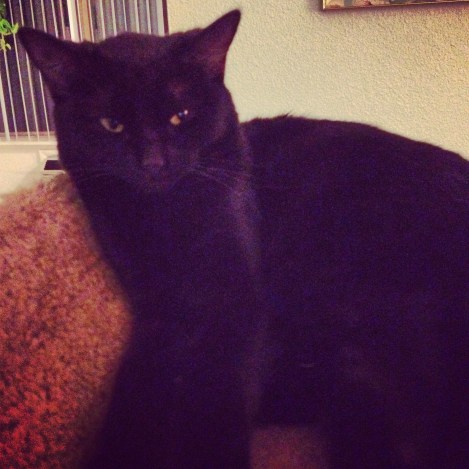 Nymeria looking ridiculously sleepy