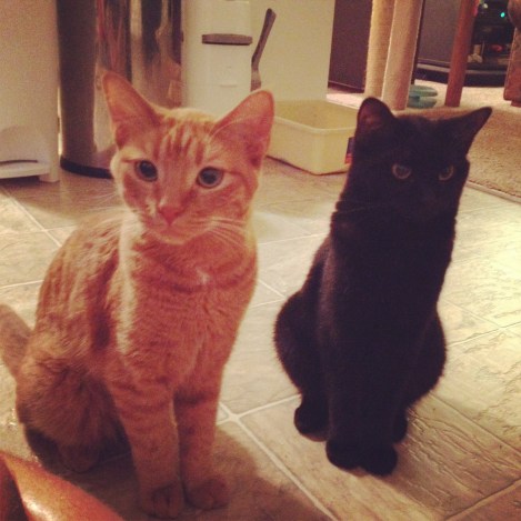 Sajah and Nymeria waiting patiently 