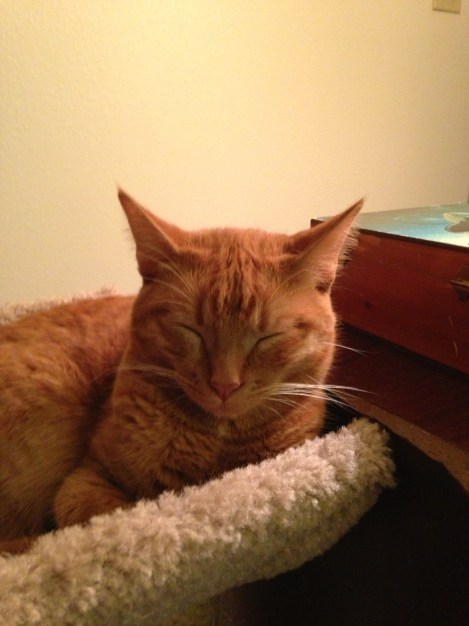 Sajah caught sleeping on the job 